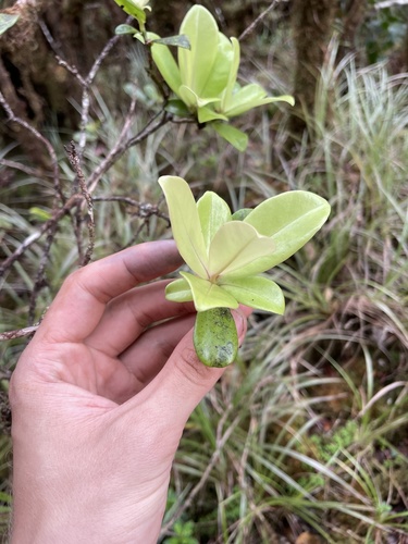 Myrsine kauaiensis observed 2022-02-09
