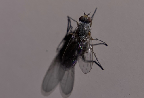 iNaturalist observation photo of Muscoid Flies