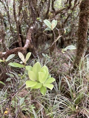Myrsine kauaiensis
