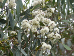 Eucalyptus globulus maidenii