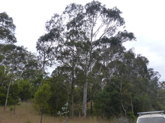 Eucalyptus globulus maidenii