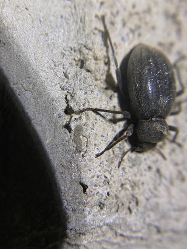 iNaturalist observation photo of Craniotus pubescens