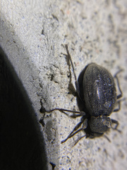 Craniotus pubescens