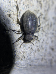 Craniotus pubescens