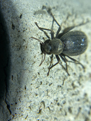 Craniotus pubescens