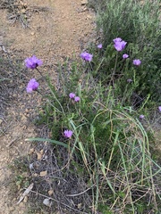 Dipterostemon capitatus capitatus