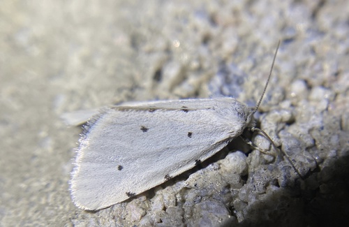iNaturalist observation photo of Grotellaforma lactea