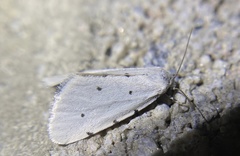 Grotellaforma lactea