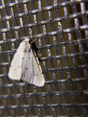 Grotellaforma lactea