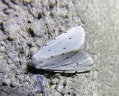 Grotellaforma lactea