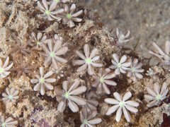 Knopia octocontacanalis