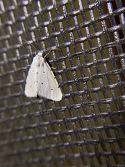 Grotellaforma lactea