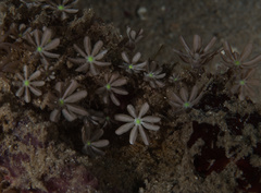 Knopia octocontacanalis