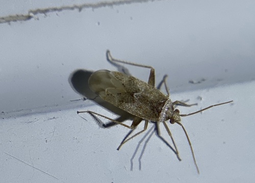 iNaturalist observation photo of Parthenicus