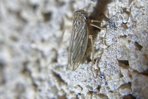 iNaturalist observation photo of Exitianus
