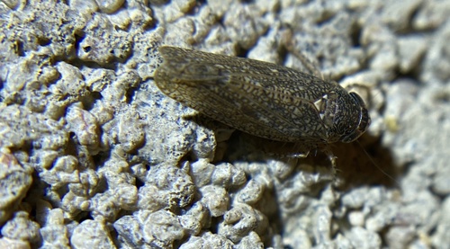 iNaturalist observation photo of Texananus