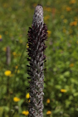 Pedicularis atropurpurea