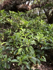 Scaevola glabra