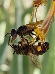 Apis mellifera