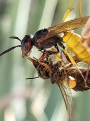 Apis mellifera