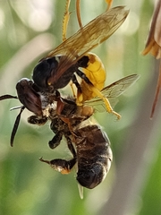Apis mellifera