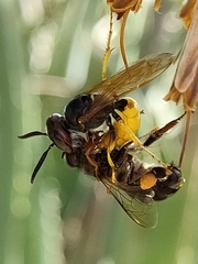 Apis mellifera