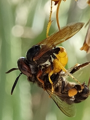 Apis mellifera
