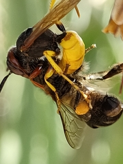 Apis mellifera