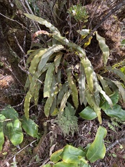 Elaphoglossum paleaceum