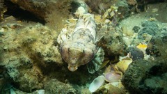 Synchiropus calauropomus