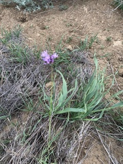 Dipterostemon capitatus capitatus