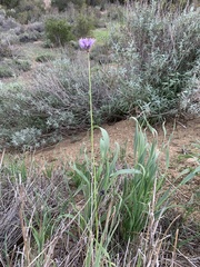 Dipterostemon capitatus capitatus