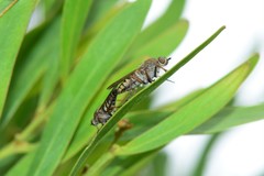 Anabarhynchus plumbeoides