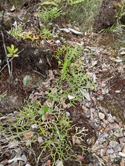 Lycopodium venustulum