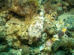 Synchiropus calauropomus