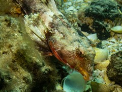 Synchiropus calauropomus