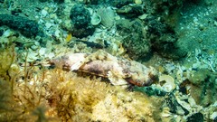 Synchiropus calauropomus