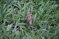 Eryphanis lycomedon