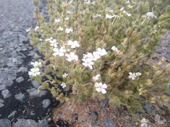 Jamesbrittenia maxii