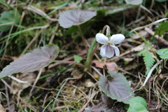 Viola yezoensis