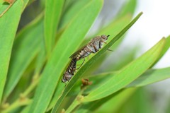 Anabarhynchus plumbeoides