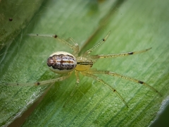 Enoplognatha molesta