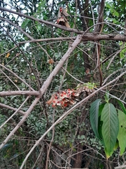 Abrus precatorius africanus