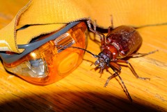 Anthracocentrus capensis