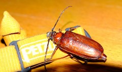 Anthracocentrus capensis