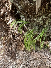 Psilotum complanatum