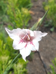 Gladiolus roseovenosus