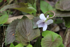 Viola yezoensis