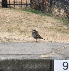 Turdus eunomus