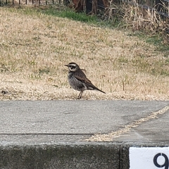 Turdus eunomus